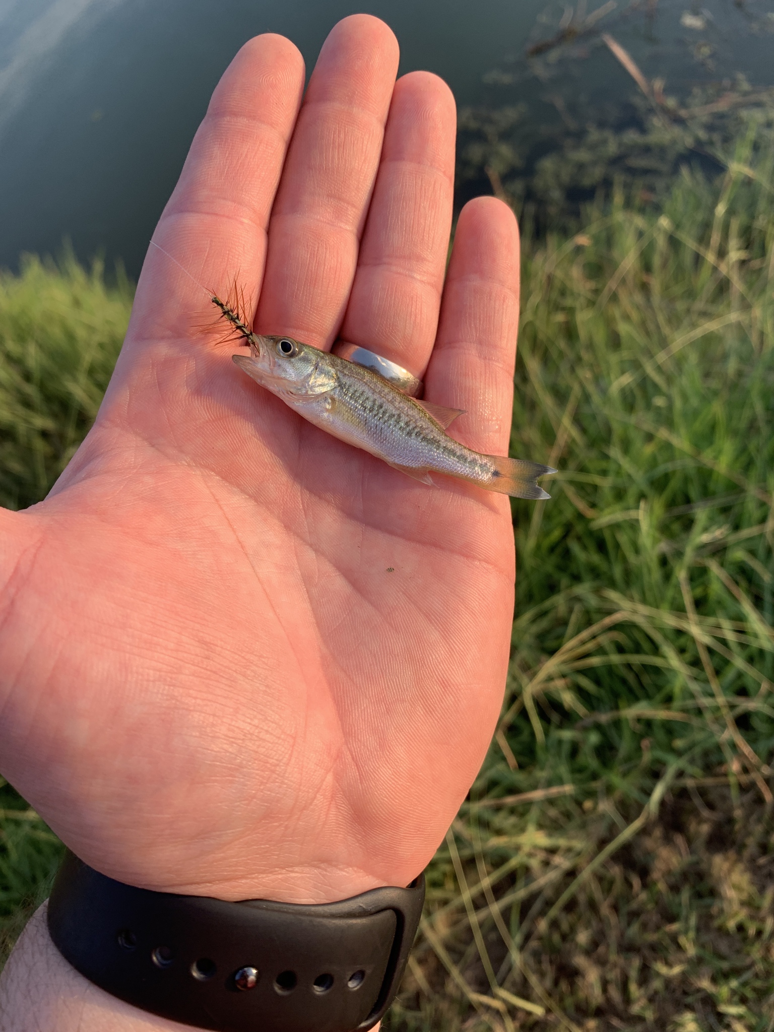 smallest-bluegill-fishing-with-fiberglass-fly-rods-fiberglass