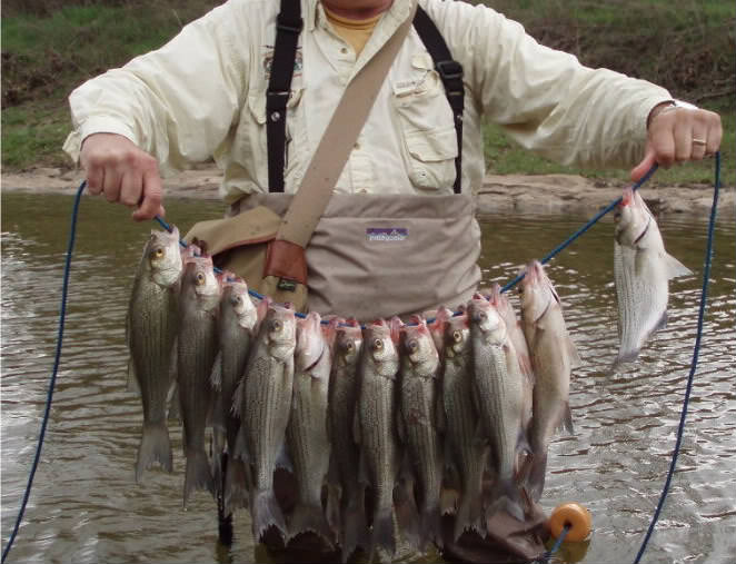 El Estilio white bass fly The Tying Bench Fiberglass Flyrodders