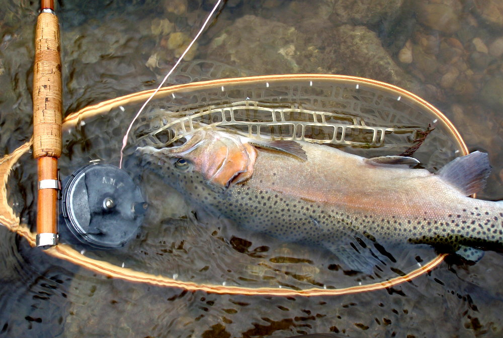 If possible would like more info on a Olympic fly rod