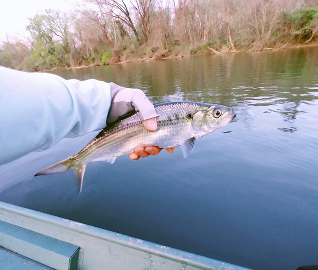 James River Shad Fishing with Fiberglass Fly Rods Fiberglass Flyrodders