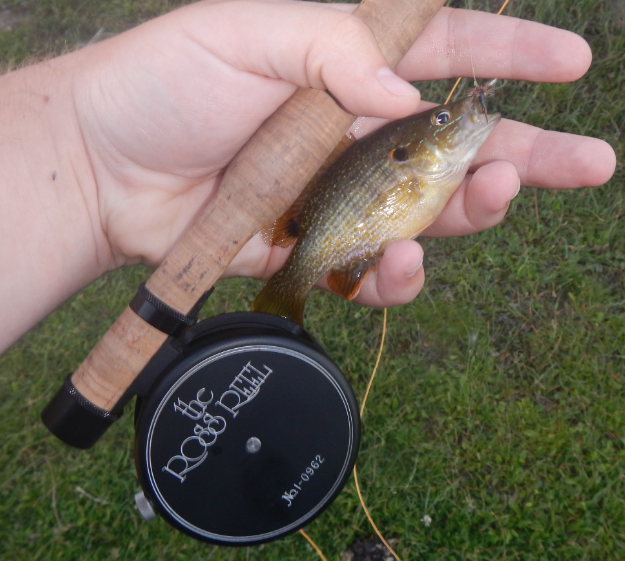 fishing for bluegill with a fly rod