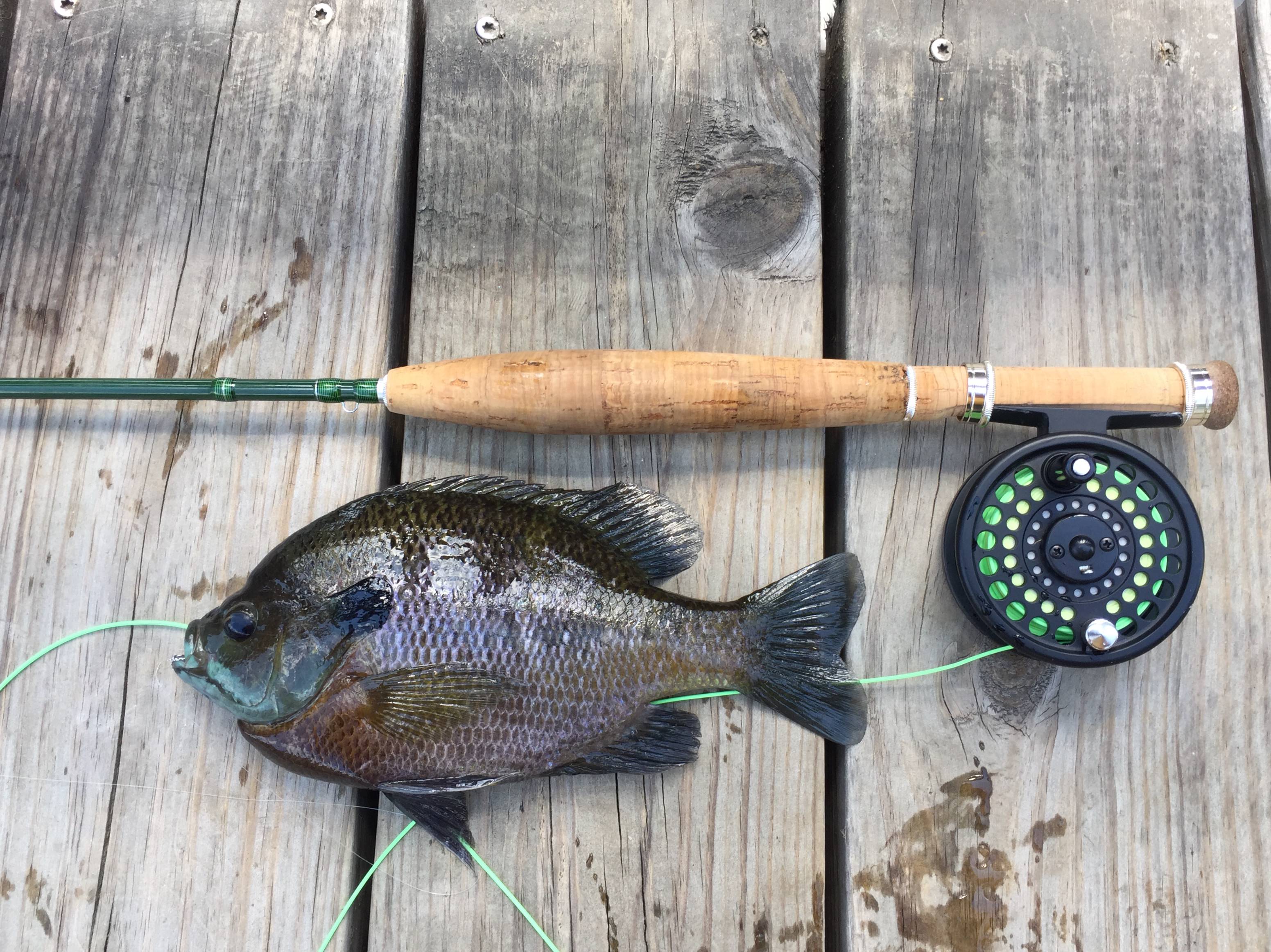 Fly Fishing for Bluegill: 3wt GLASS Rod 