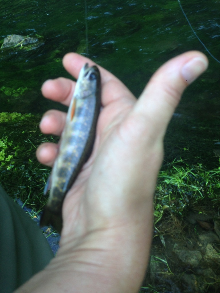 Our Decorah IA trip Fishing with Fiberglass Fly Rods Fiberglass