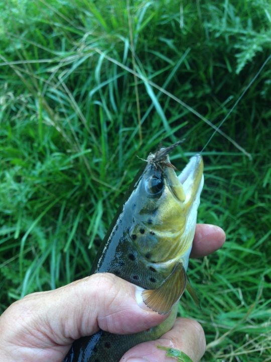 Our Decorah IA trip Fishing with Fiberglass Fly Rods Fiberglass