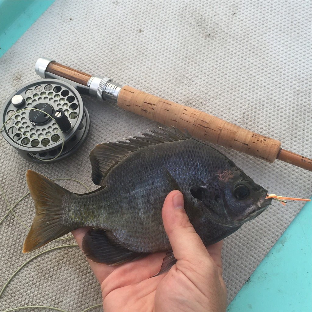 Central Florida Freshwater Fishing with Fiberglass Fly Rods