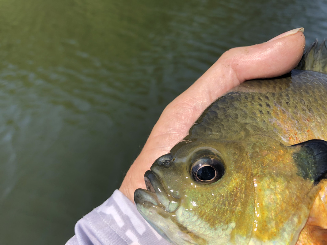Bluegill “Big” Bluegill Fishing with Fiberglass Fly Rods Fiberglass