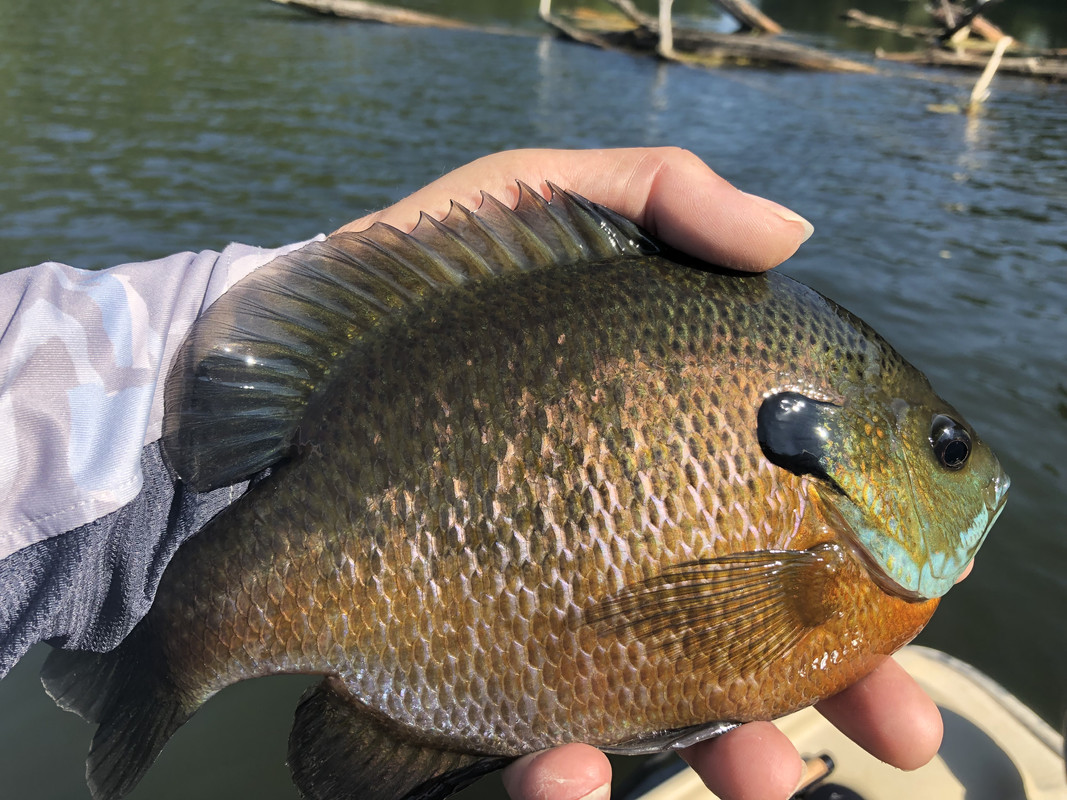 Bluegill  EEK Wisconsin