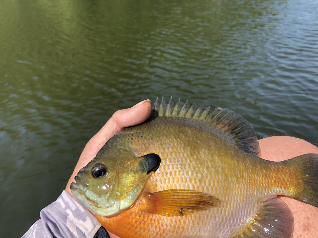 Bluegill “Big” Bluegill | Fishing with Fiberglass Fly Rods | Fiberglass ...