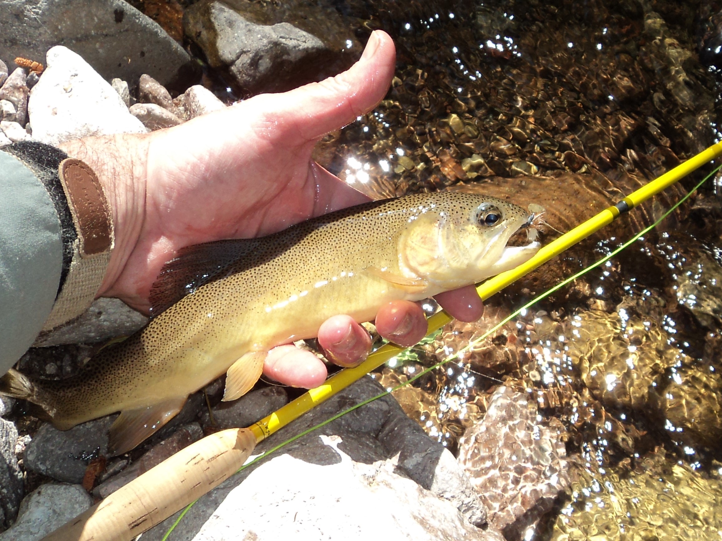 Gila Trout & 64p Fishing with Fiberglass Fly Rods Fiberglass Flyrodders