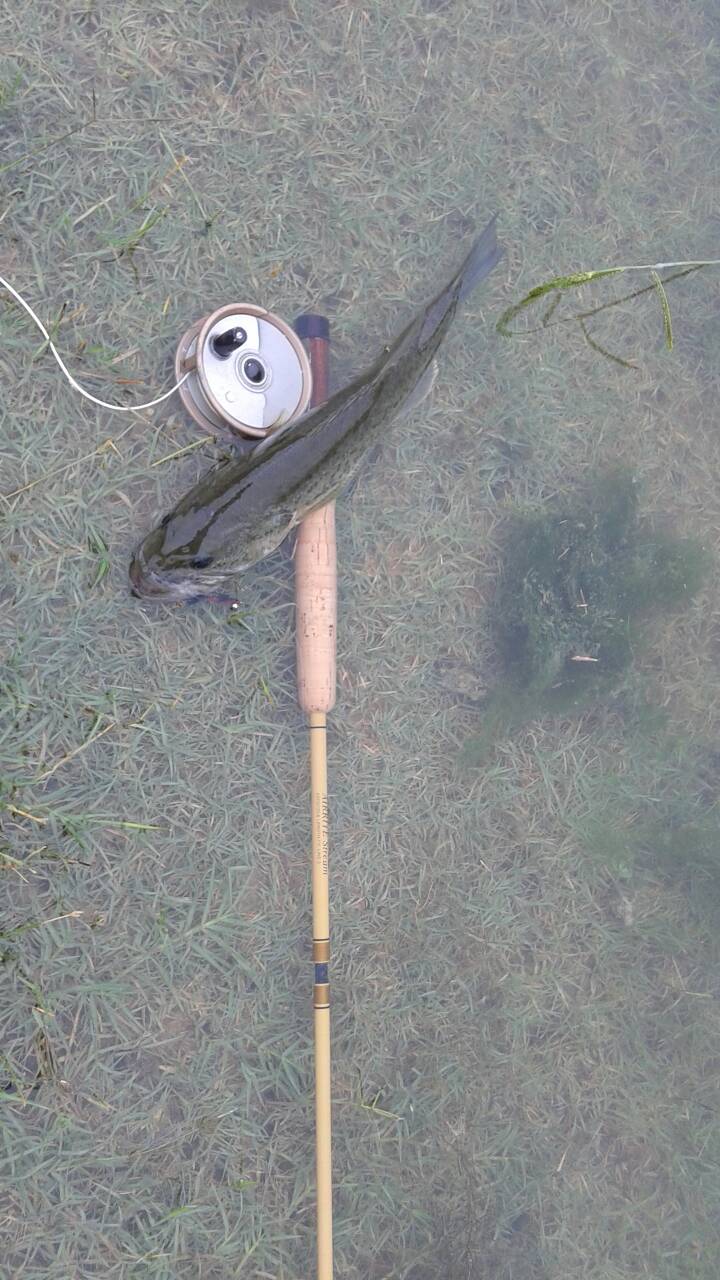 Ordering rods from Japan? Collecting Fiberglass Fly Rods Fiberglass