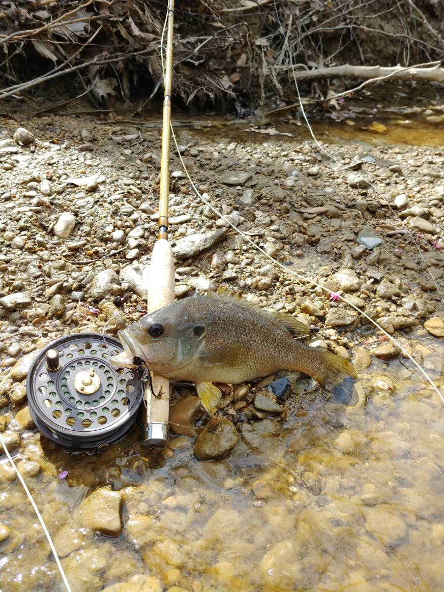 Panfish on the Fly