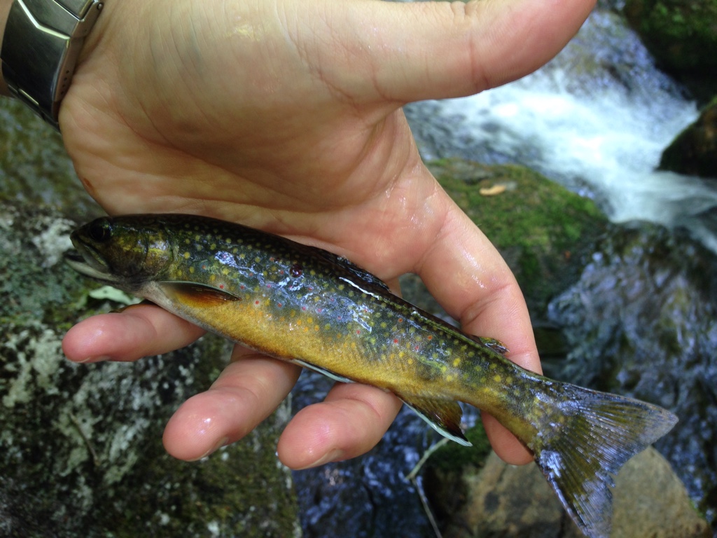 Brook trout on a WNC blue line Fishing with Fiberglass Fly Rods