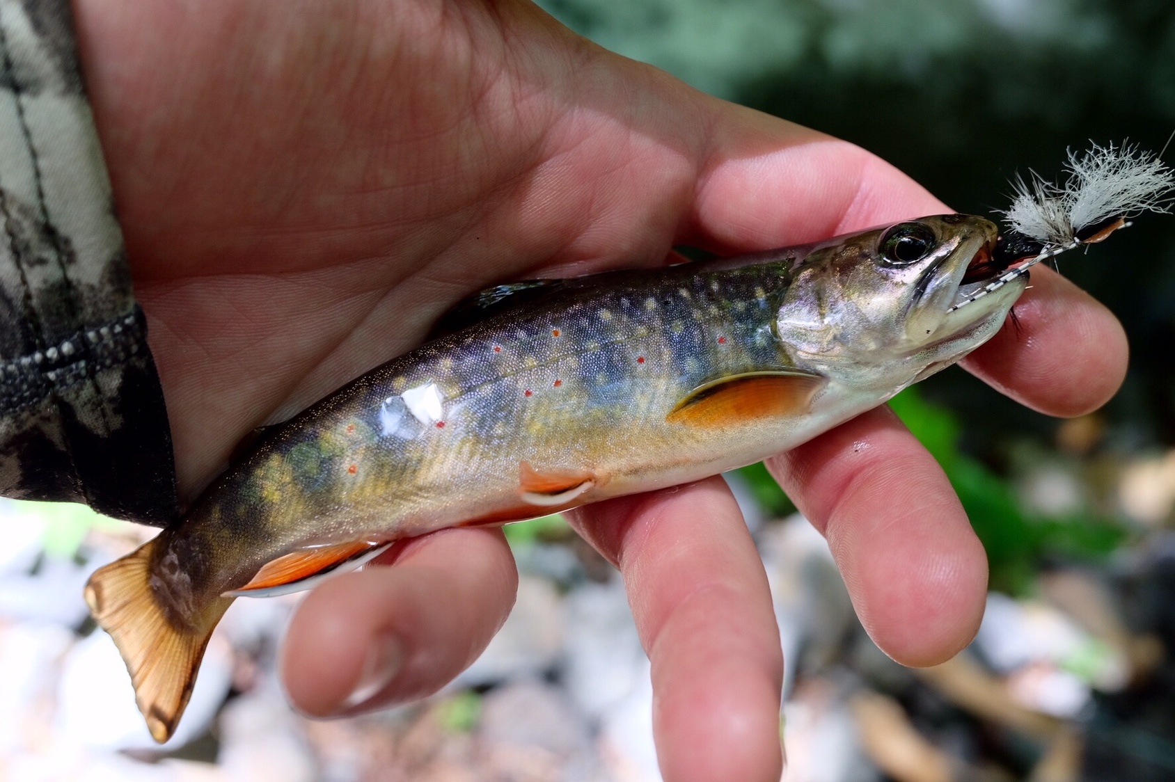 Brook Trout off the Blue Ridge Parkway Fishing with Fiberglass Fly