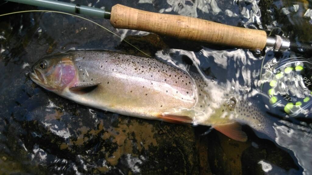 Yellowstone 2015 Fishing with Fiberglass Fly Rods Fiberglass Flyrodders