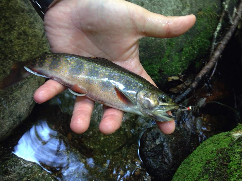 Brook trout on a WNC blue line Fishing with Fiberglass Fly Rods