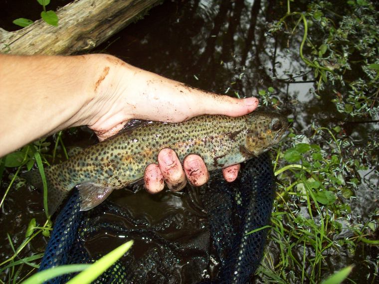 fishing around the jordan river, michigan Fishing with Fiberglass Fly