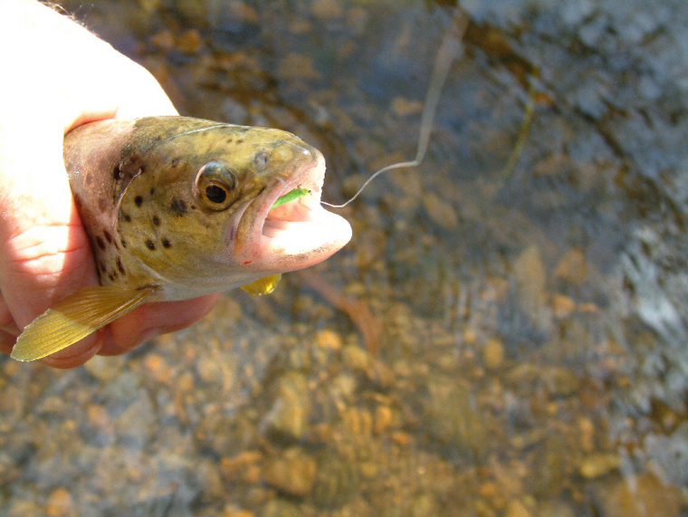 Foam Film Willow Grub Green Fishing Fly