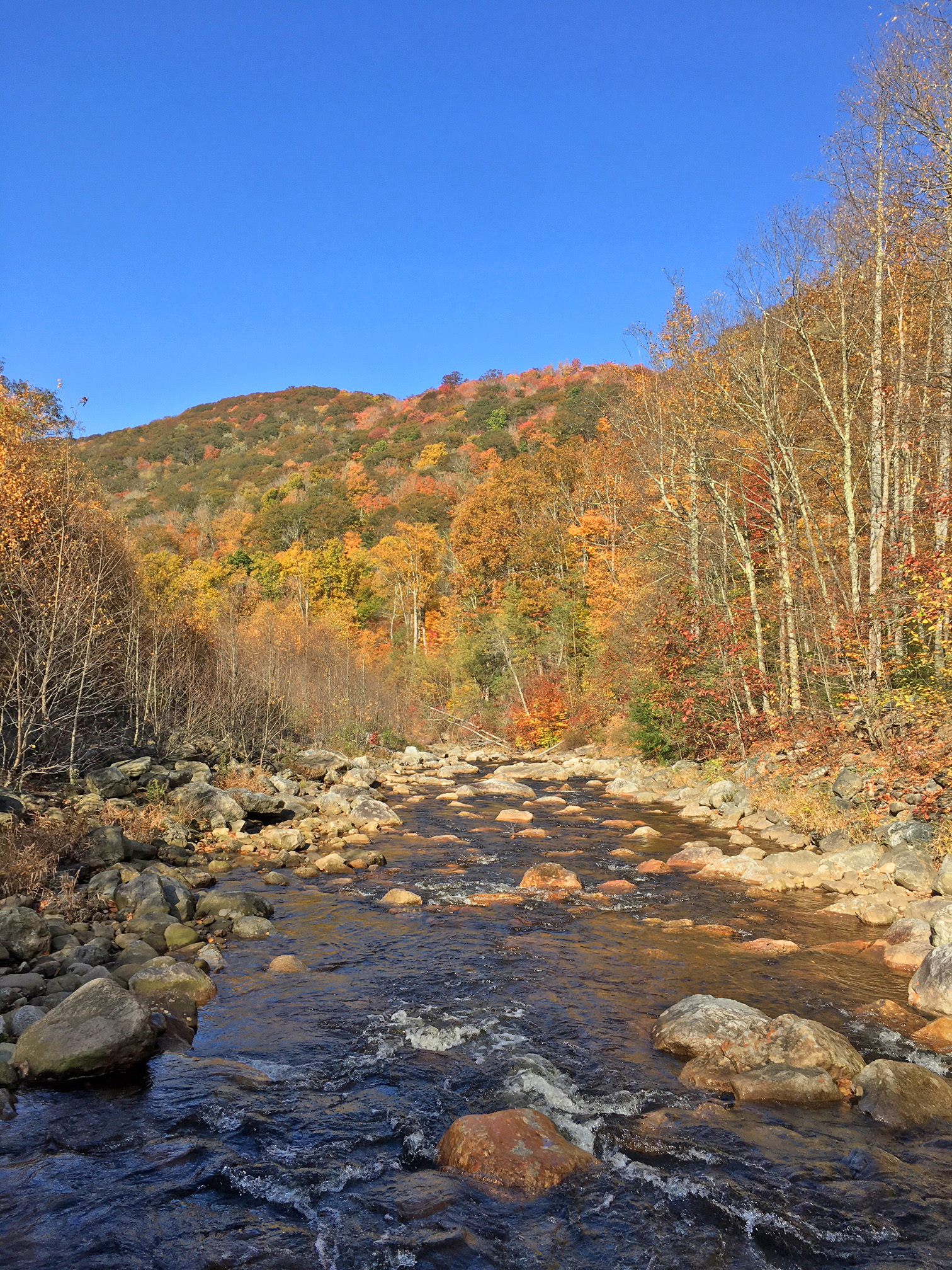 Fall Glory - West Virginia | Fishing with Fiberglass Fly Rods ...