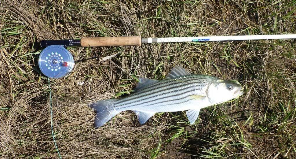 Fishing for Striped Bass on Cape Cod 