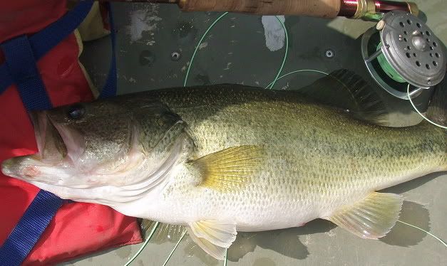 Big Copper-nose Bream and a bass | Fishing with Fiberglass Fly Rods ...