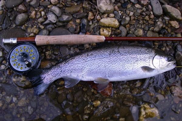 Road Kill. It's what trout want for breakfast on the Toccoa in