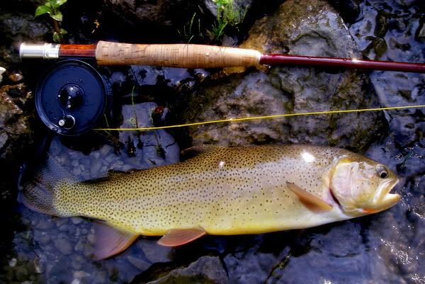 One rod and regrets  Fishing with Fiberglass Fly Rods