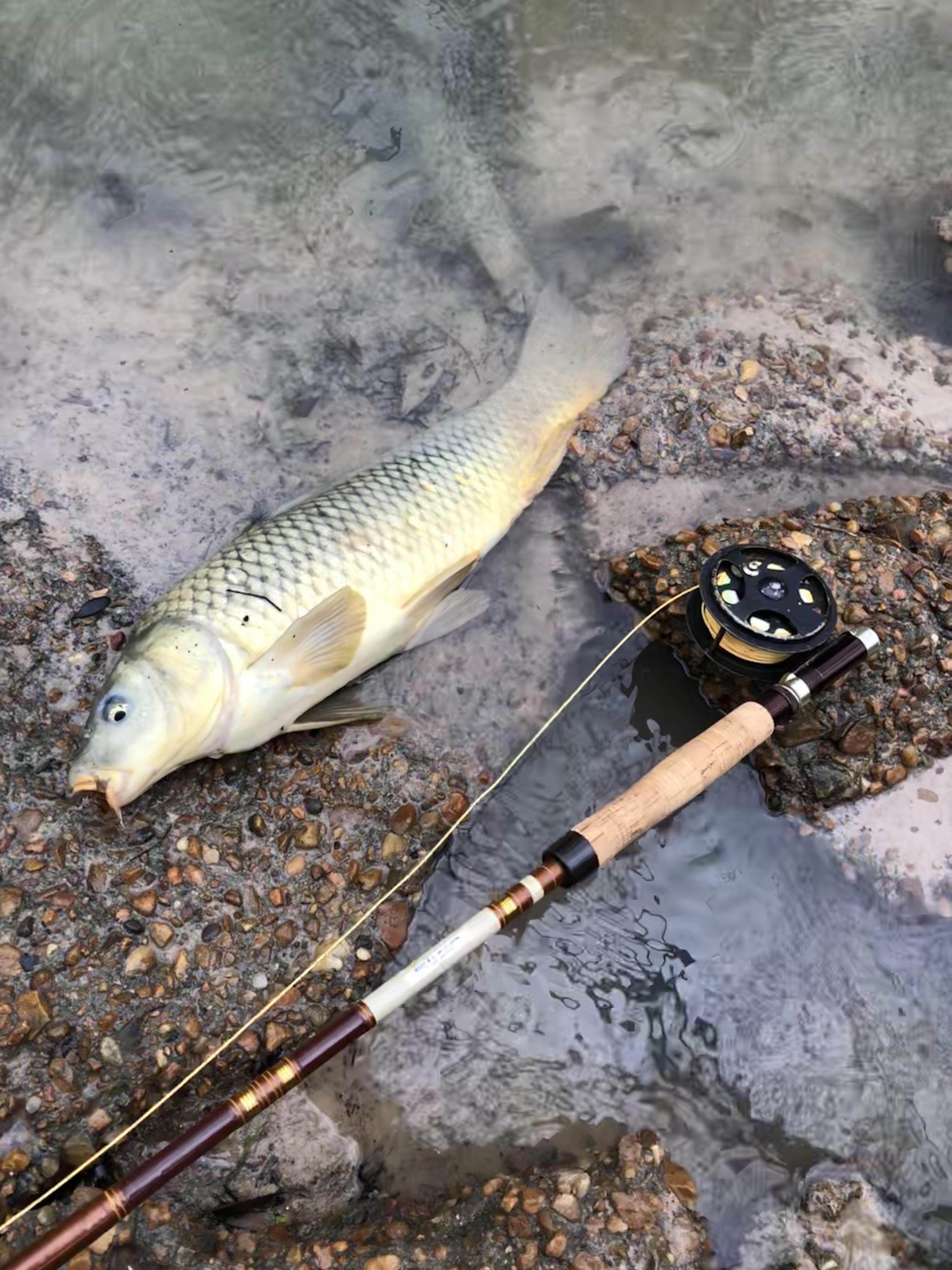 How to fight fish with click & pawl reel, Classic Fly Reels