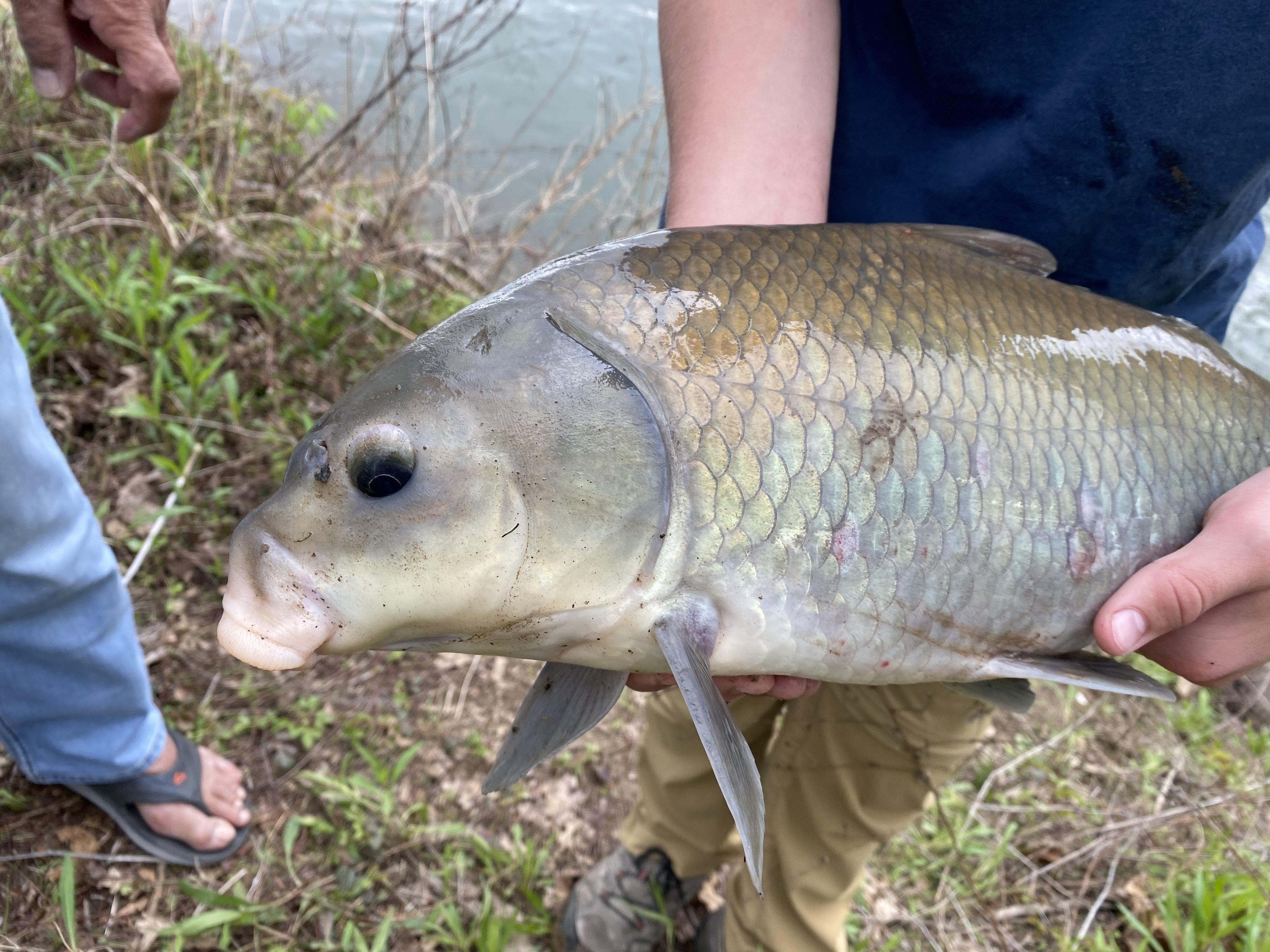 White Bass on the Fly, Fishing with Fiberglass Fly Rods