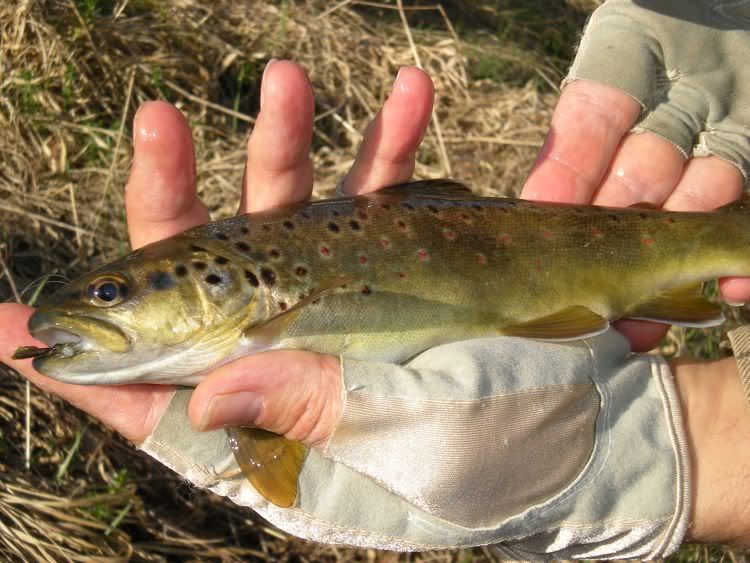 Fly-fishing the river Rur near Düren in Germany - Flyfishing Blog