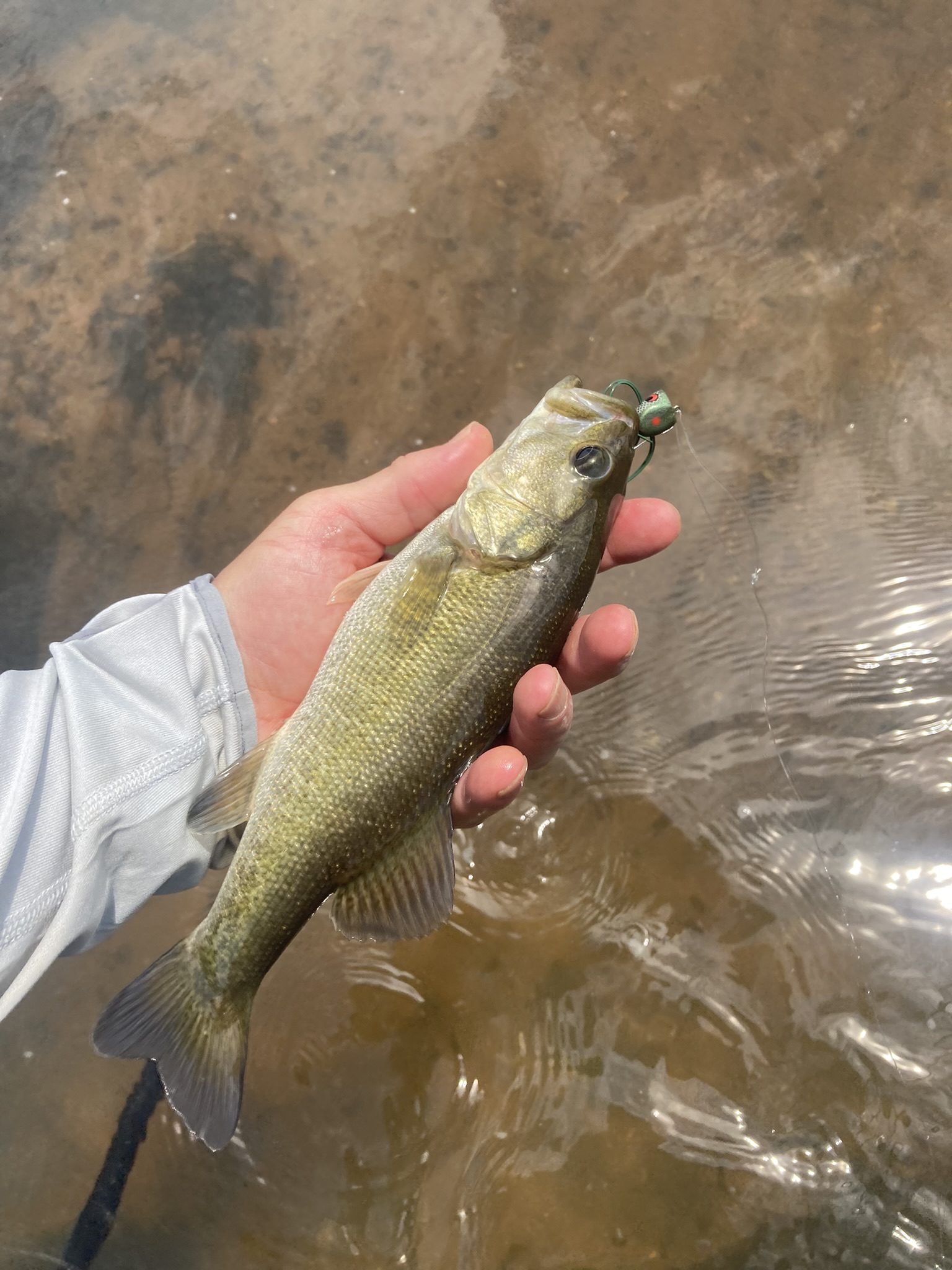 Unstructured Glass Meets Springtime Striped Bass, Fishing with Fiberglass  Fly Rods