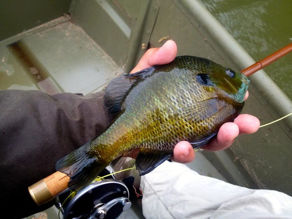 fishing rod for bluegill
