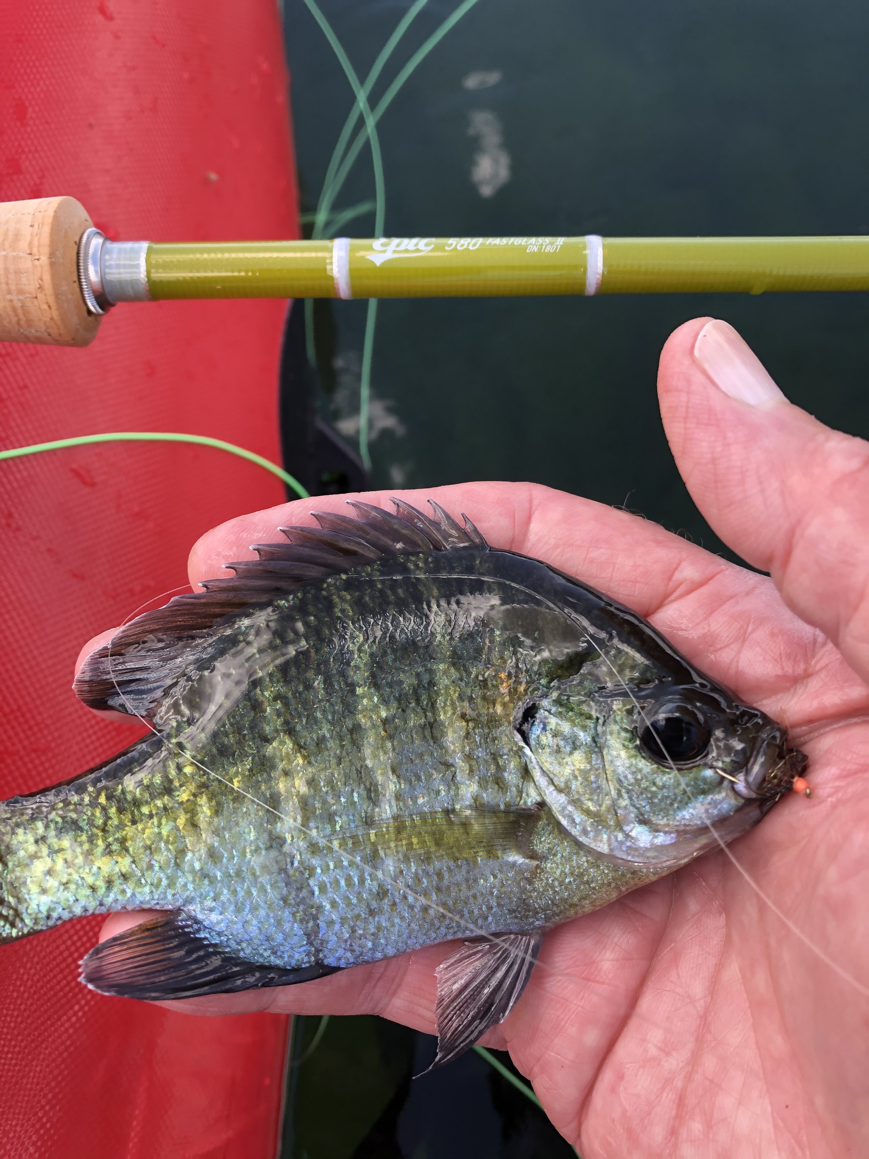 fishing for bluegill with a fly rod