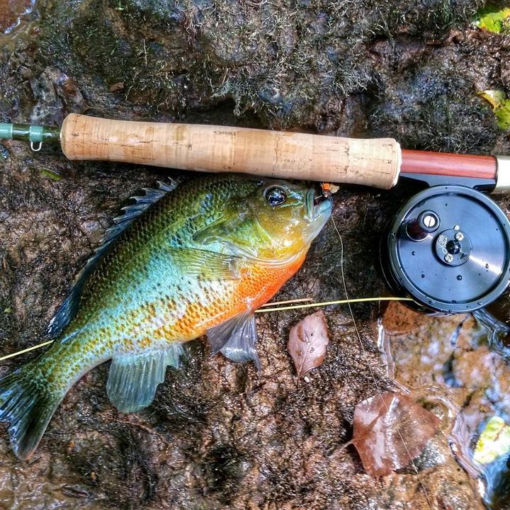 Cabelas Prime series rods. Fishing with Fiberglass Fly Rods