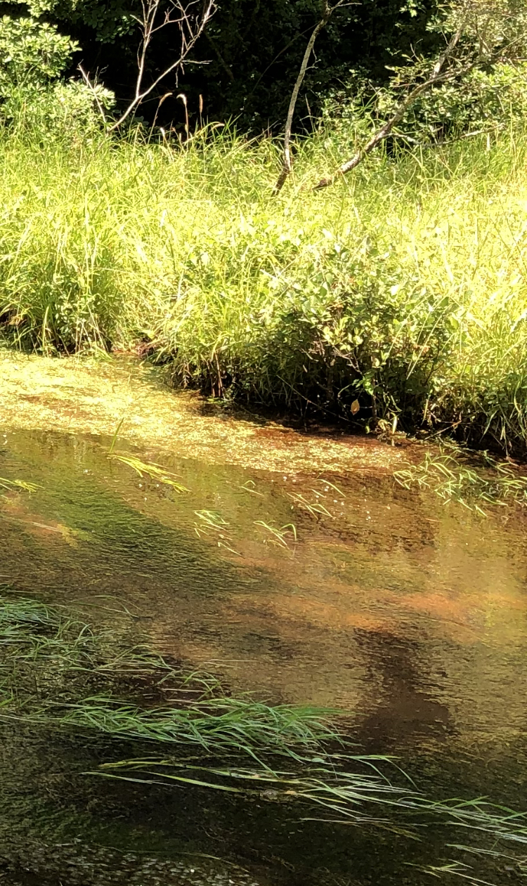 Tiny trout stream Fishing with Fiberglass Fly Rods Fiberglass