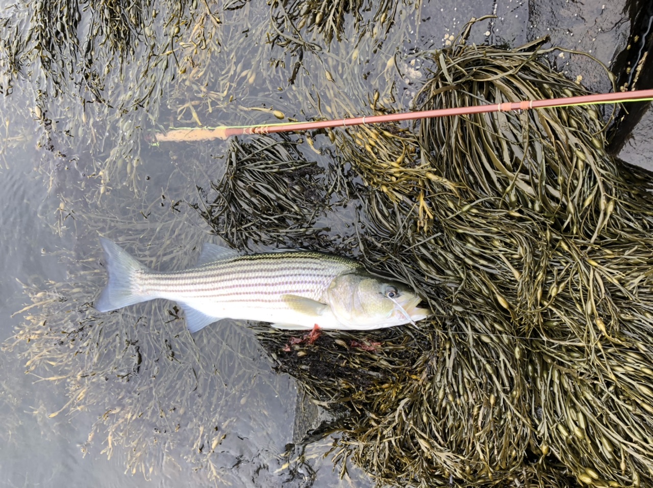 Striper in the salt Fishing with Fiberglass Fly Rods Fiberglass