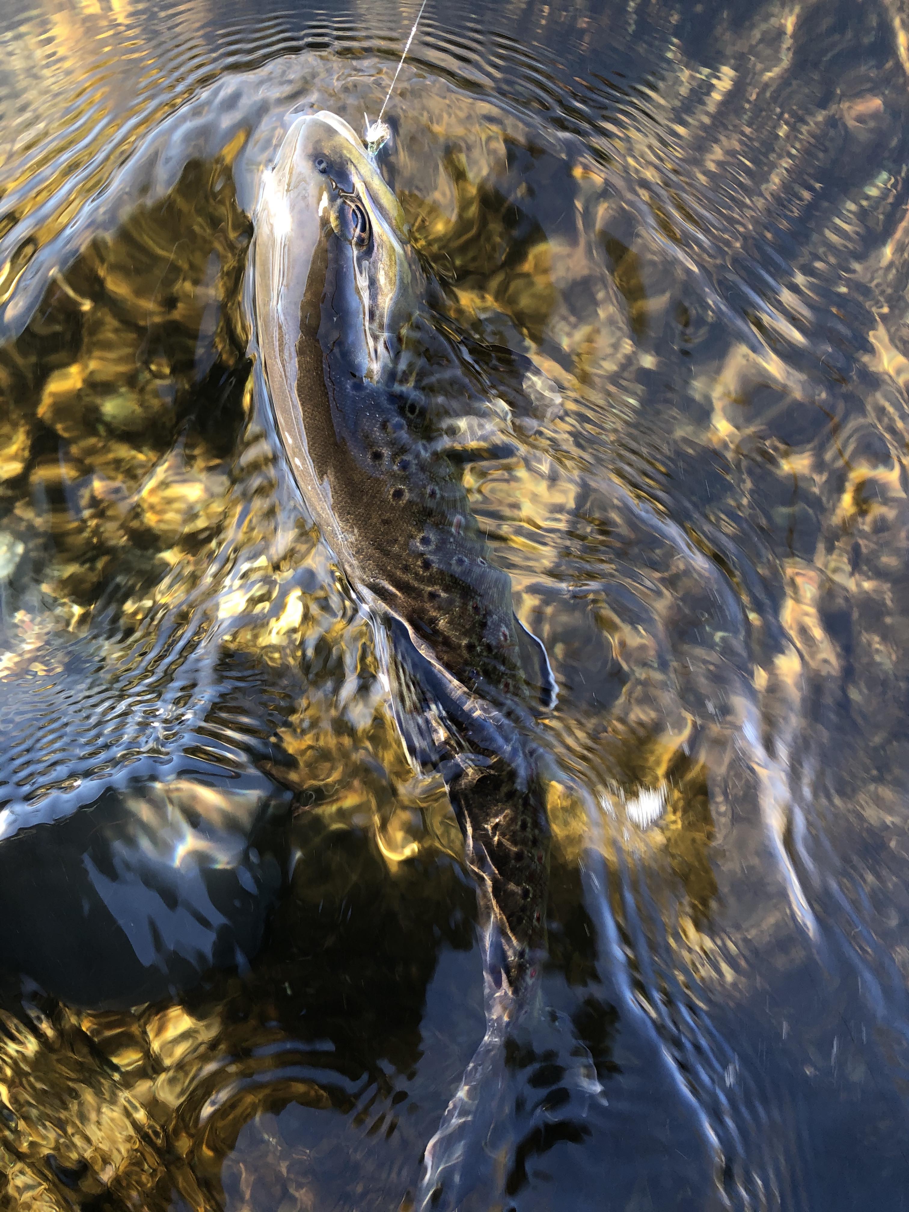 Wisconsin Trout Opener Fishing with Fiberglass Fly Rods Fiberglass