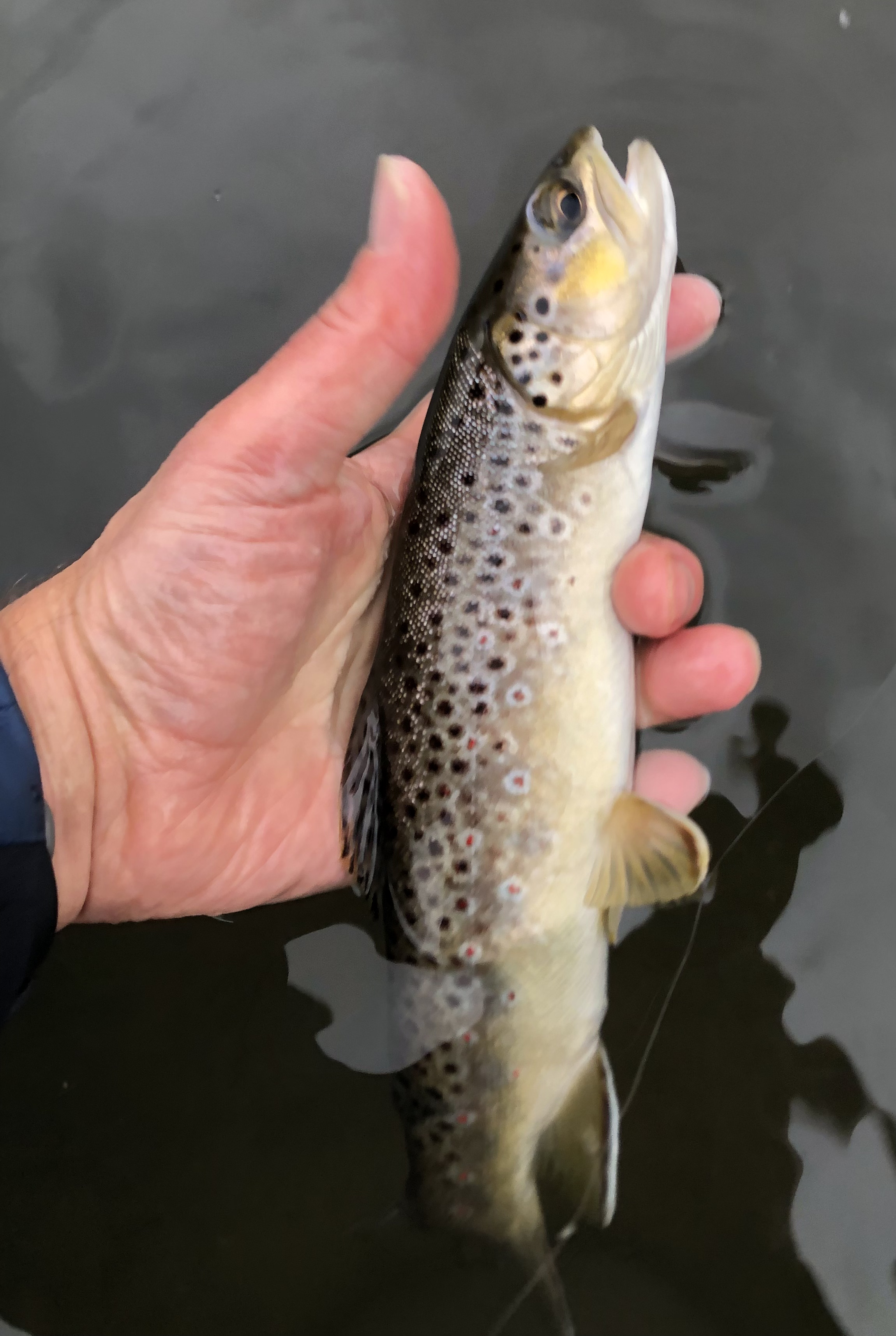 Wisconsin Trout Opener Fishing with Fiberglass Fly Rods Fiberglass