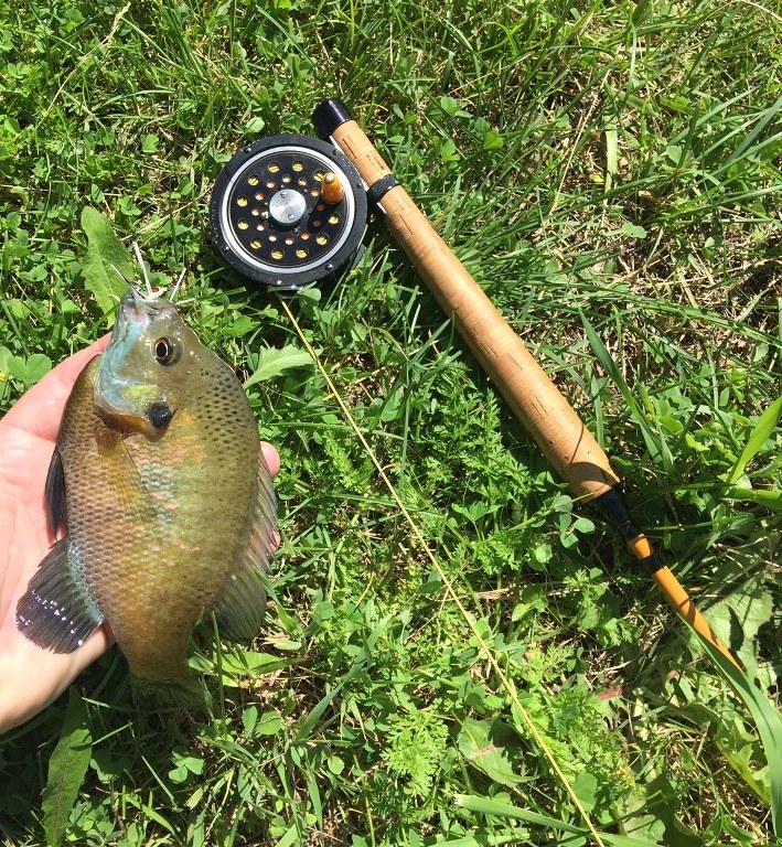 Medalist Click/Pawl Gills  Fishing with Fiberglass Fly Rods