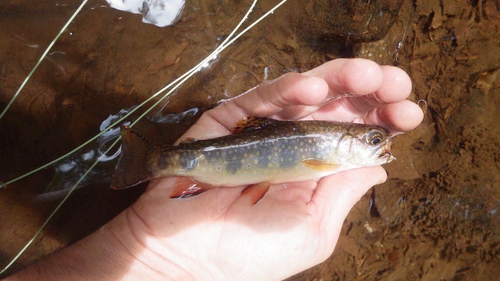 Tiny PA Brook Trout Streams and 5ft EC Featherlight Fishing with
