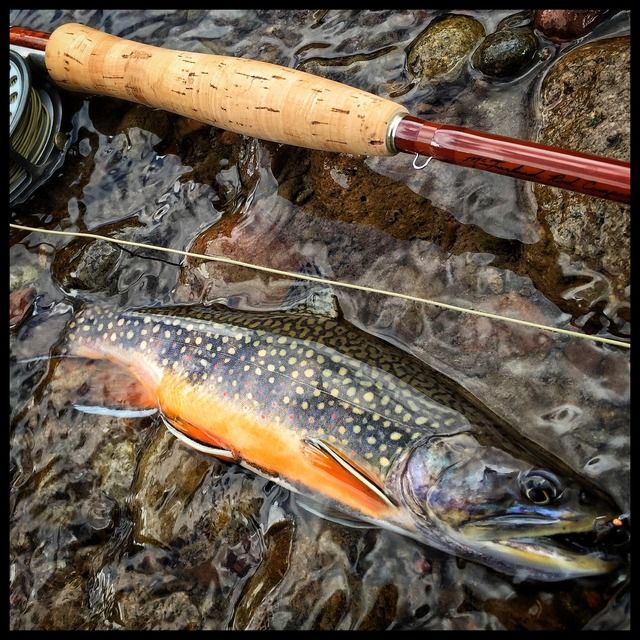 Fall fishing for brook trout with McFarland glass. Fishing with