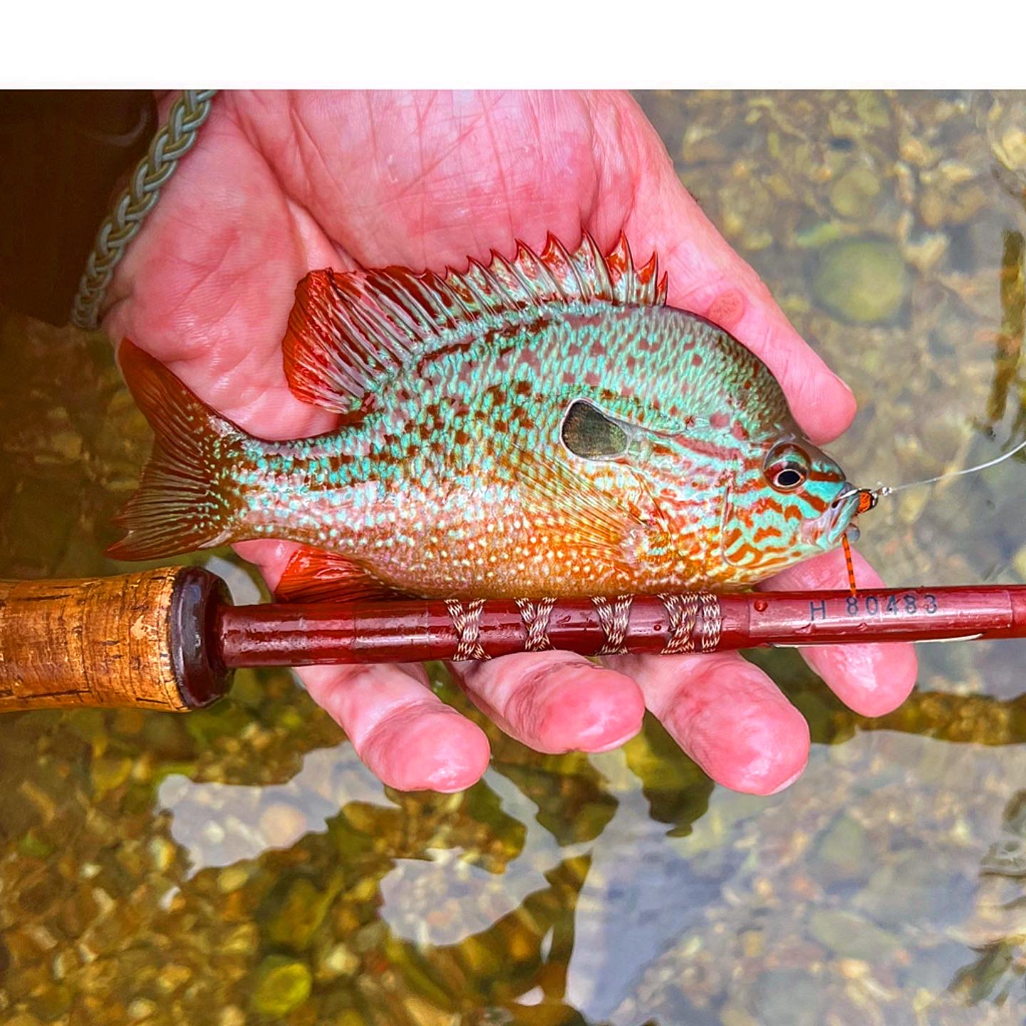 Crawfish tops for nailing Arkansas spotted bass