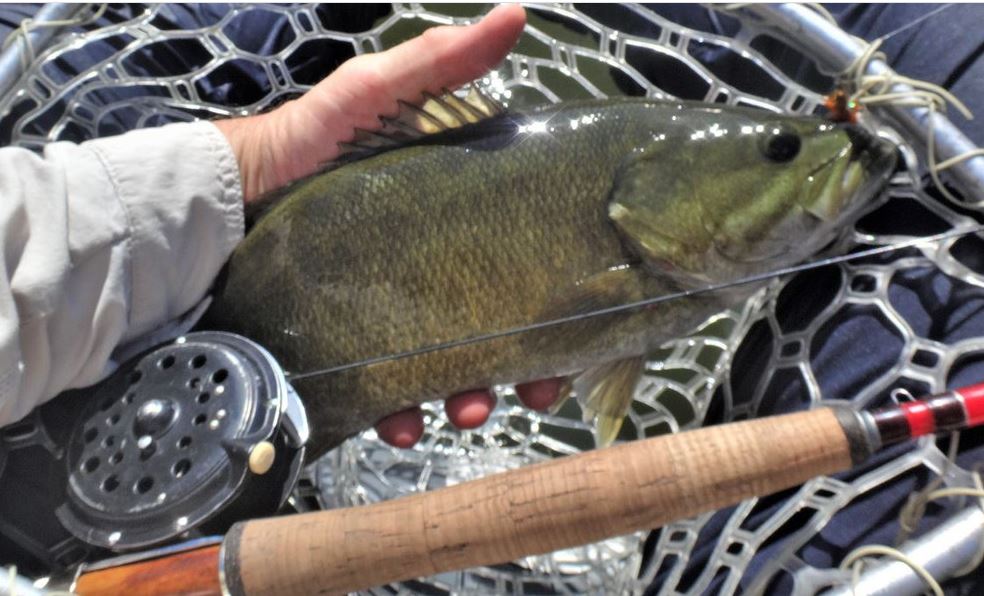 aventik fly rod