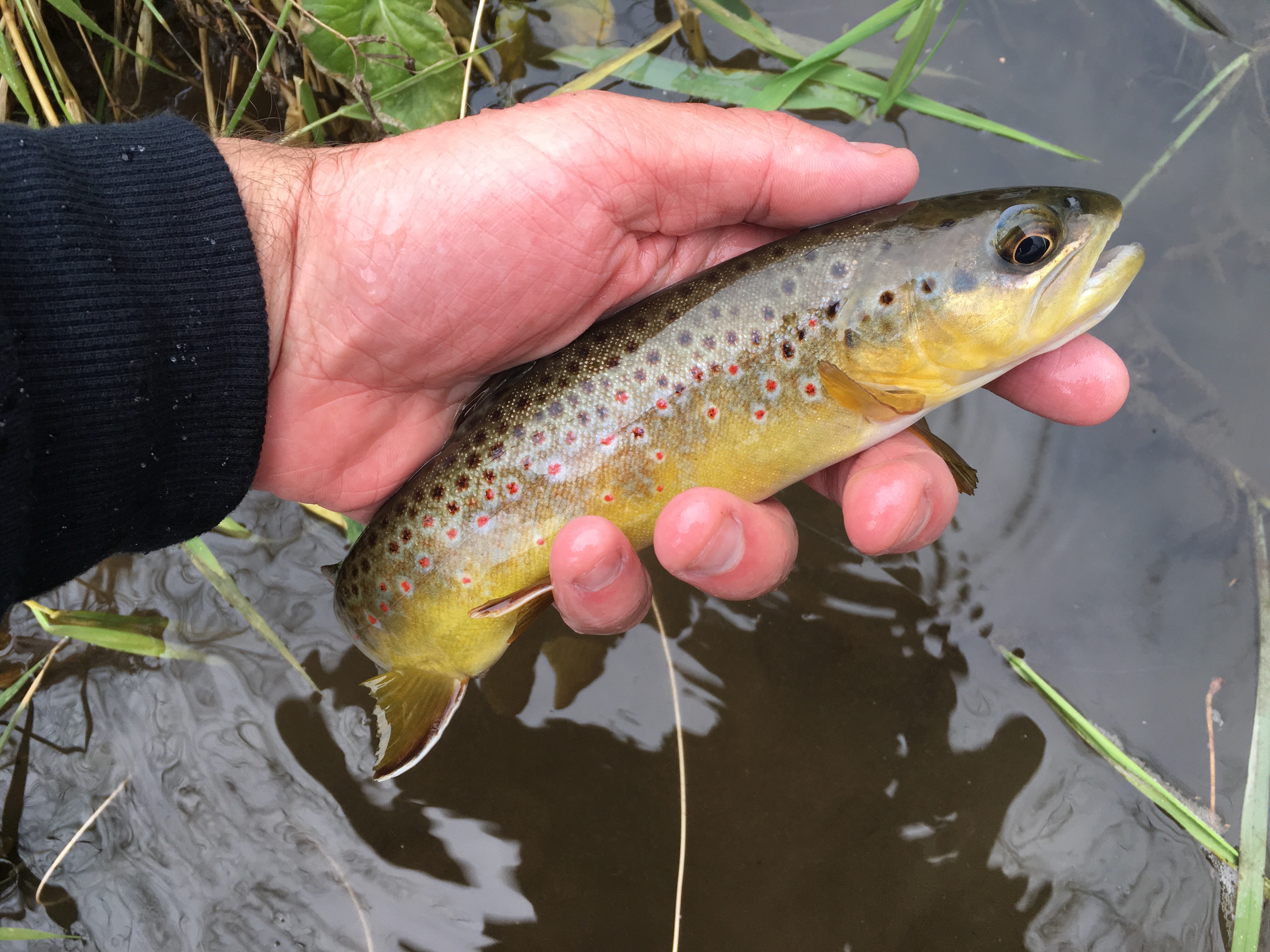 Driftless Winter Fishing with Fiberglass Fly Rods Fiberglass Flyrodders