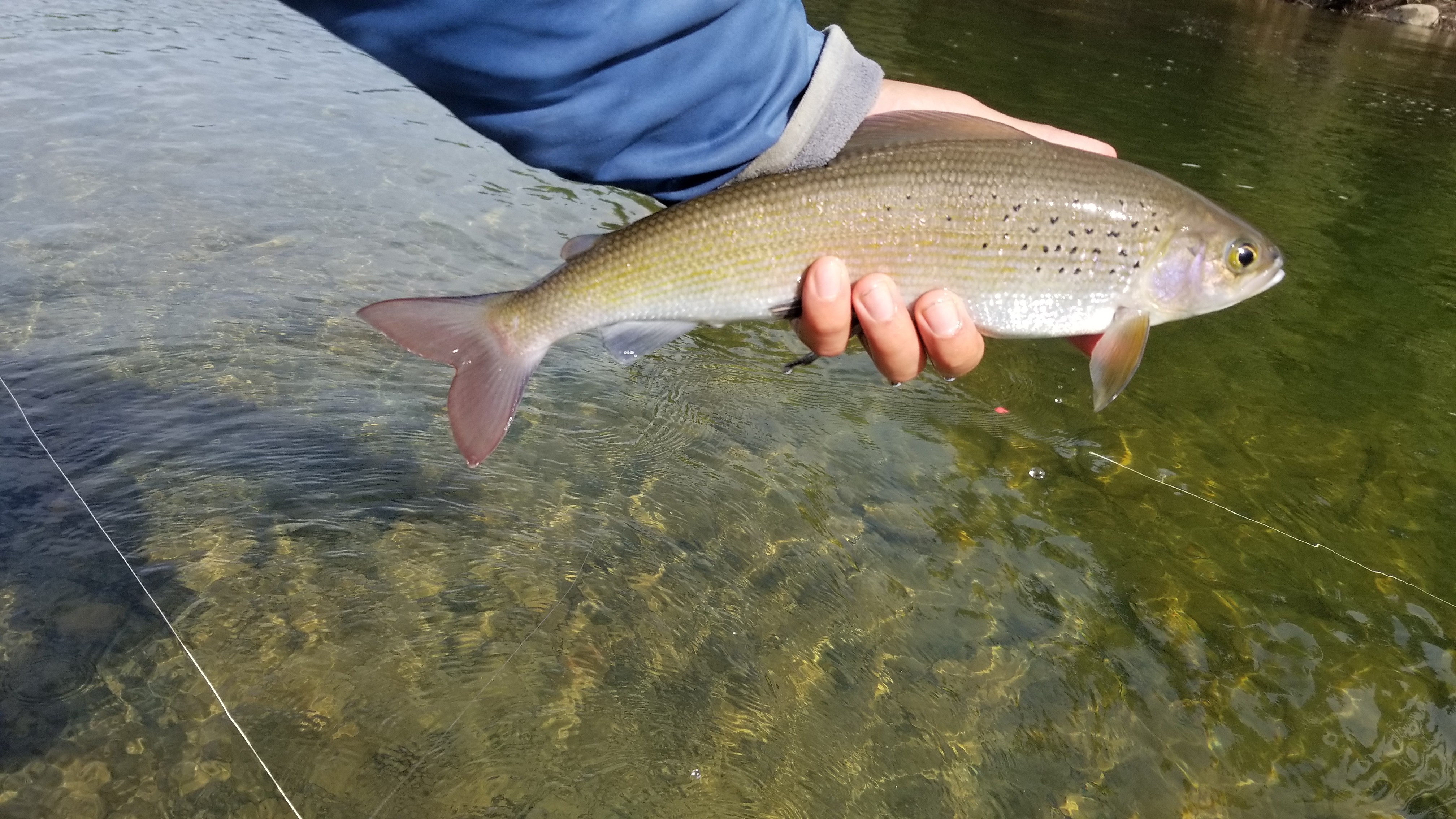 Arctic Grayling Fishing with Fiberglass Fly Rods Fiberglass Flyrodders