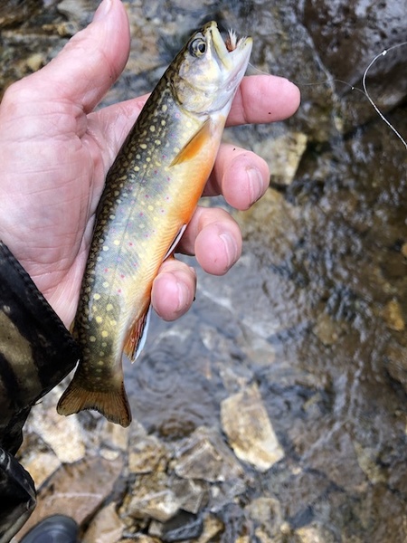 Tiny brook trout stream in Colorado | Fishing with Fiberglass Fly Rods ...