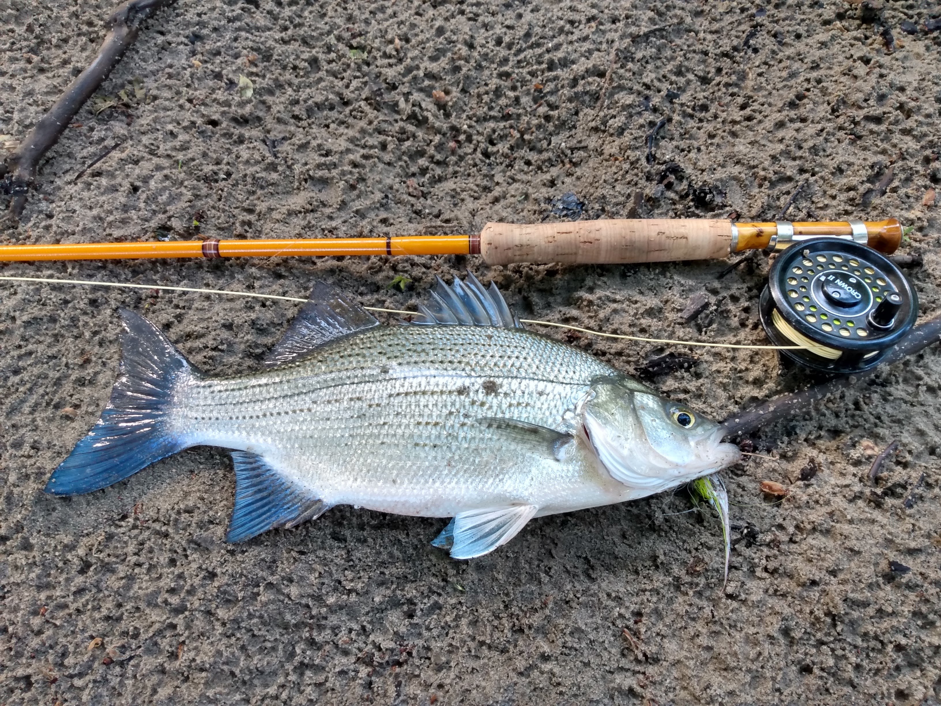 White Bass on the Fly  Fishing with Fiberglass Fly Rods