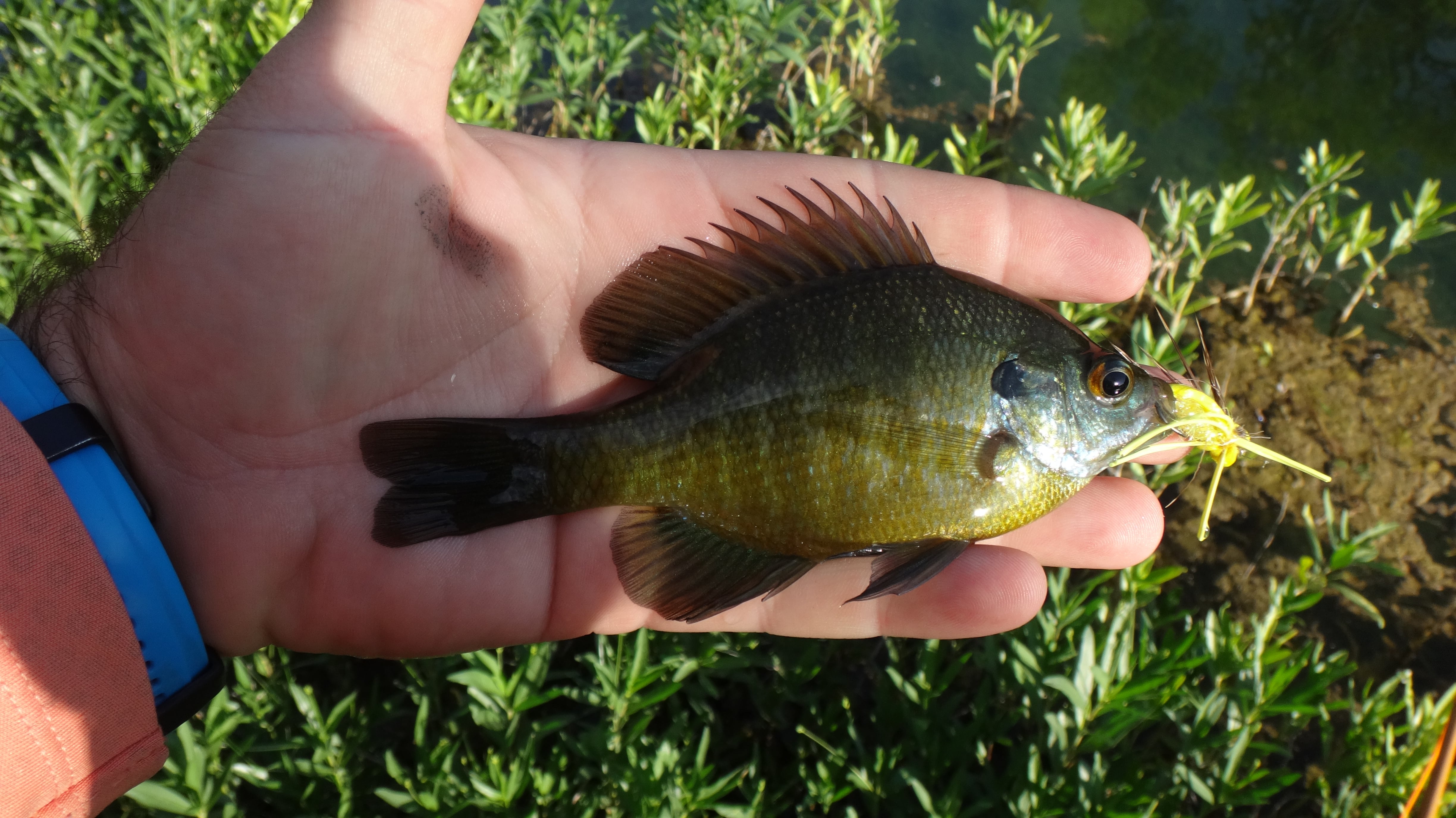 Frio River, Texas Report - 4/11/2021 | Fishing with Fiberglass Fly Rods